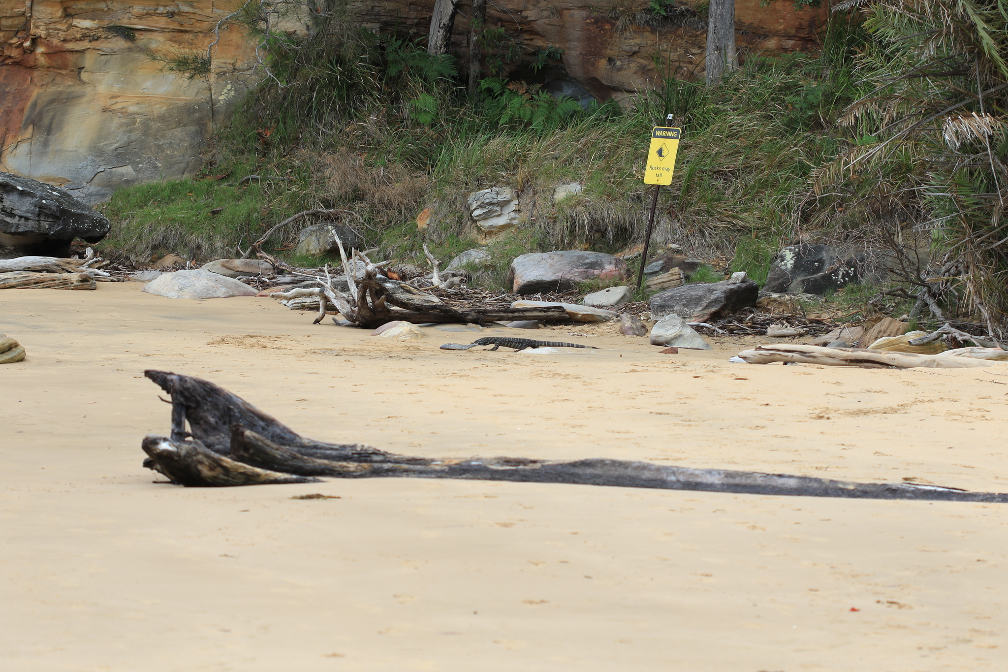 Varanus varius (Shaw, 1790)