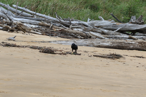 Australian Raven (Corvus coronoides)