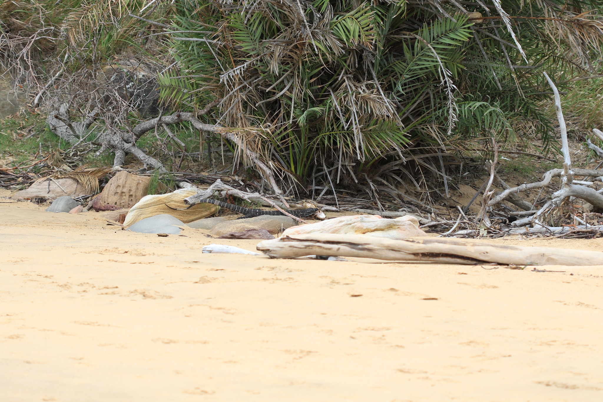 Varanus varius (Shaw, 1790)