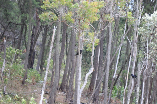 Australian Raven (Corvus coronoides), photo 2