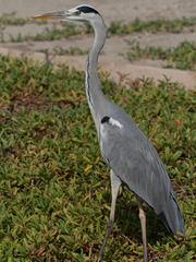 Ardea cinerea