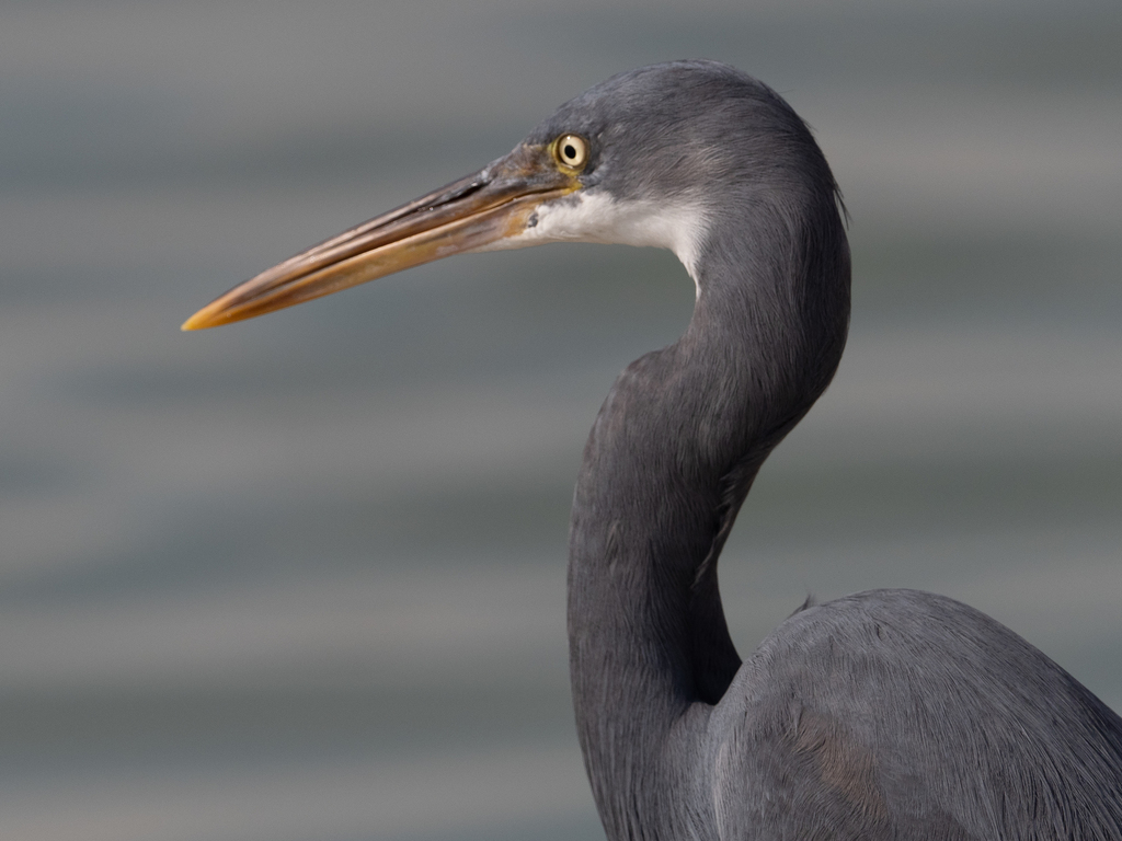 Western Reef-egret