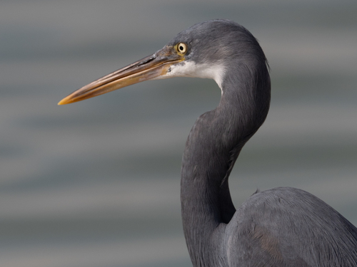 Western Reef Heron