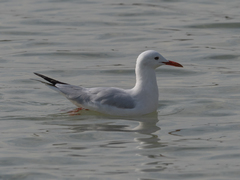 Chroicocephalus genei