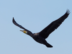Phalacrocorax carbo