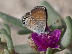 Brephidium exilis