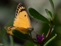Colotis fausta