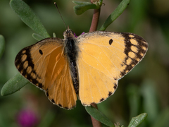 Colotis fausta