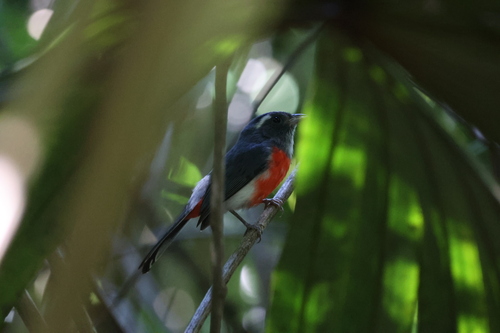 Grey-throated Chat (Granatellus sallaei)