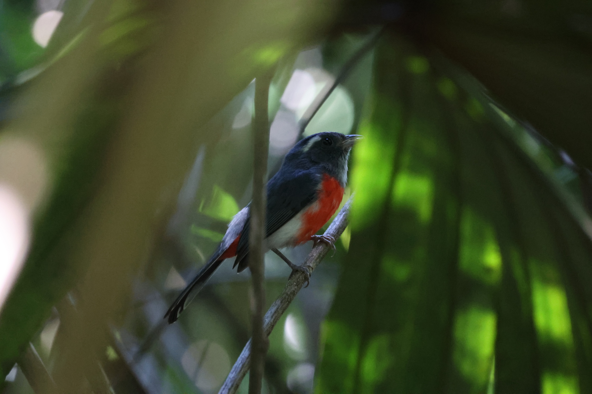 Grey-throated Chat (Granatellus sallaei), photo 1