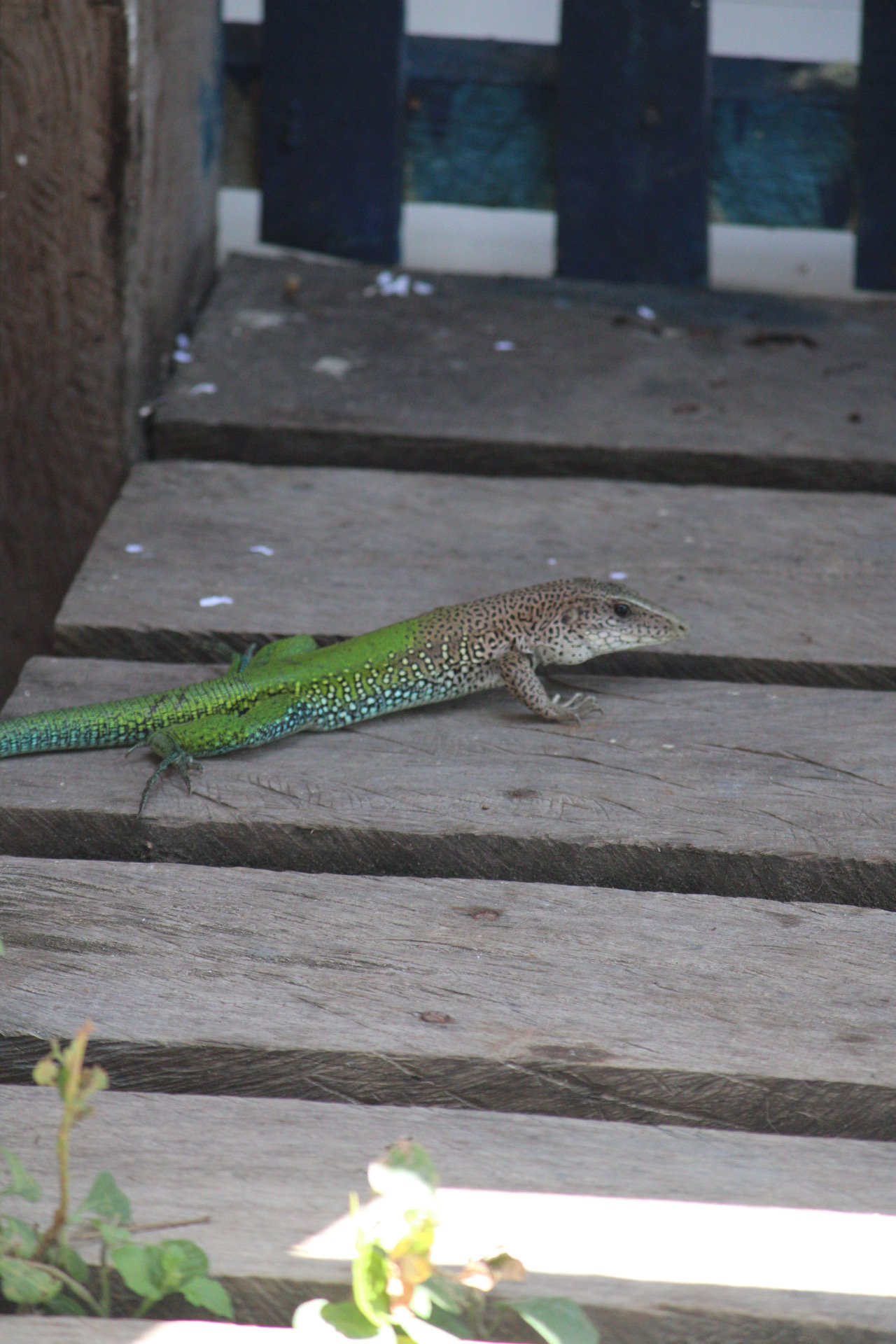 Ameiva ameiva (Linnaeus, 1758)