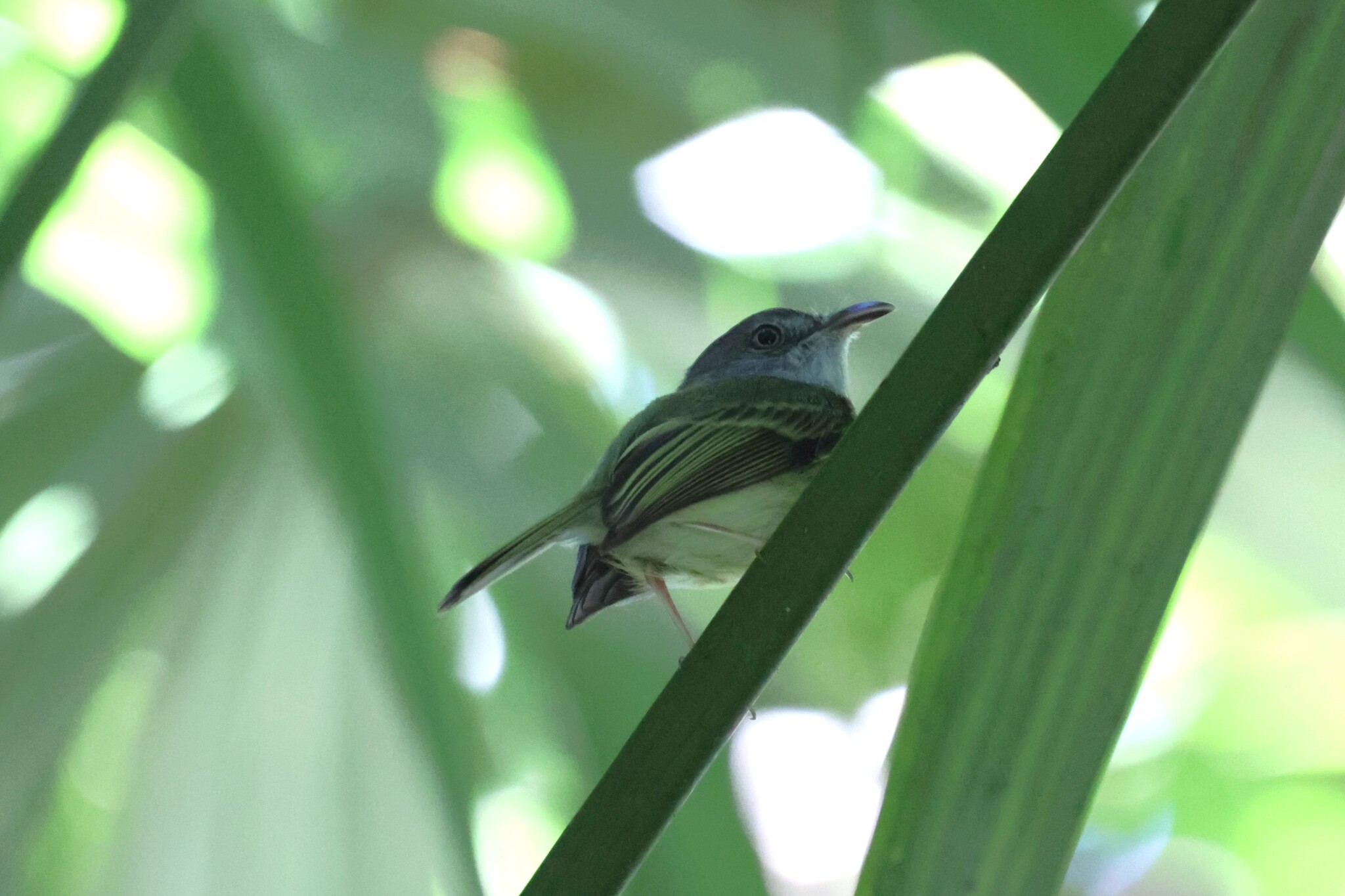 Northern Bentbill (Oncostoma cinereigulare), photo 4