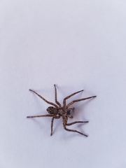 Tomopisthes horrendus