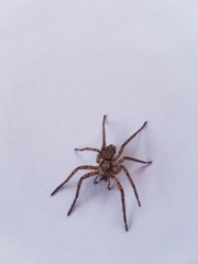 Tomopisthes horrendus