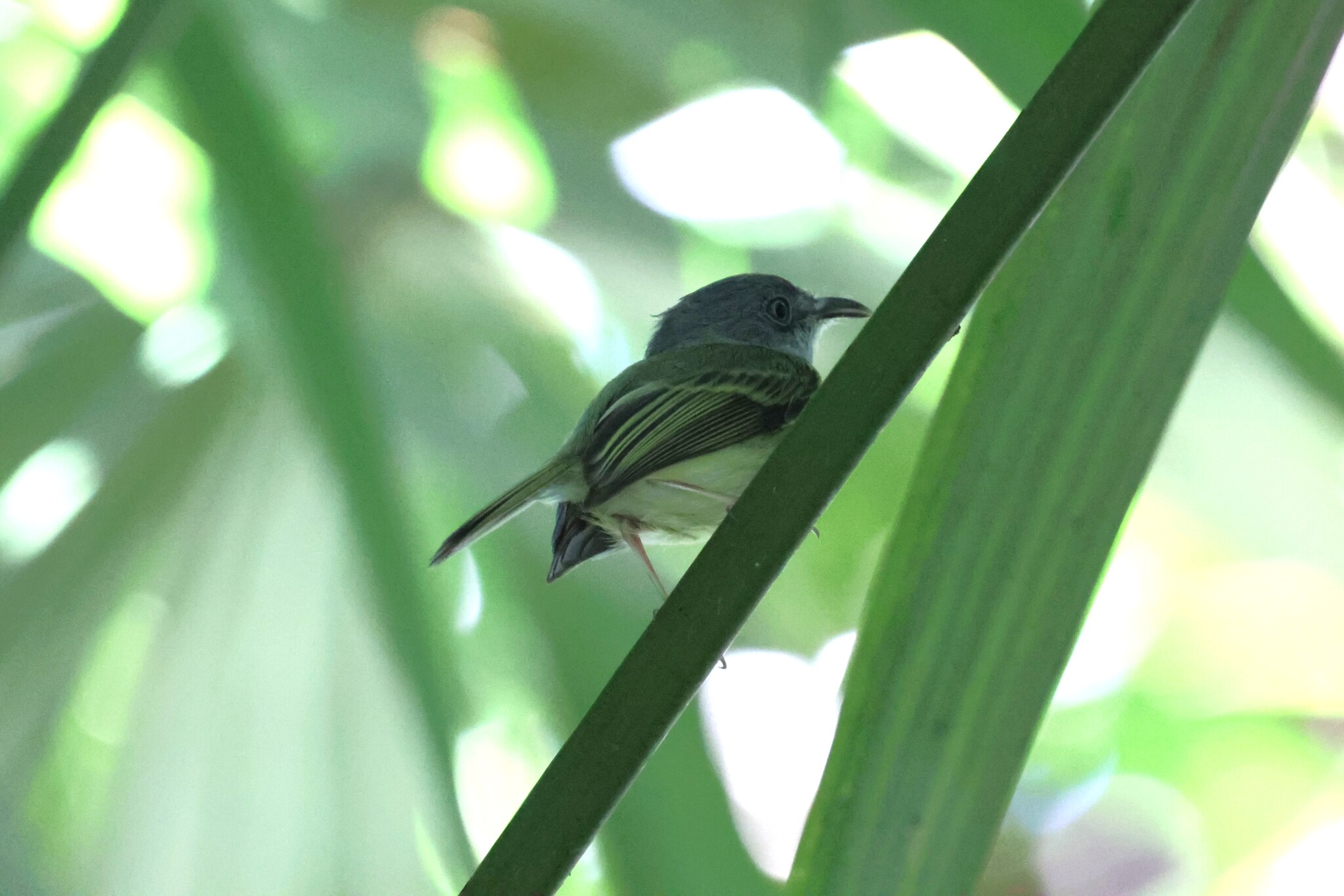 Northern Bentbill (Oncostoma cinereigulare), photo 5
