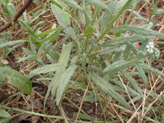 Heliotropium ramosissimum image