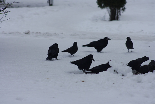 Rook (Corvus frugilegus), photo 3