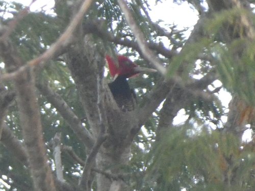 Pale-billed Woodpecker (Campephilus guatemalensis), photo 4