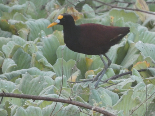 Northern Jacana (Jacana spinosa), photo 4