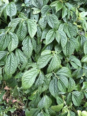 Elatostema rivulare