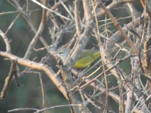 MacGillivray's Warbler (Geothlypis tolmiei), photo 3