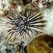 Indo-Pacific Rock-boring Urchin - Photo (c) Carmelo López Abad, some rights reserved (CC BY-NC), uploaded by Carmelo López Abad