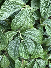 Elatostema rivulare