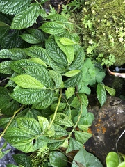 Elatostema rivulare
