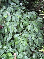 Elatostema rivulare
