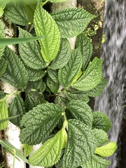Elatostema rivulare