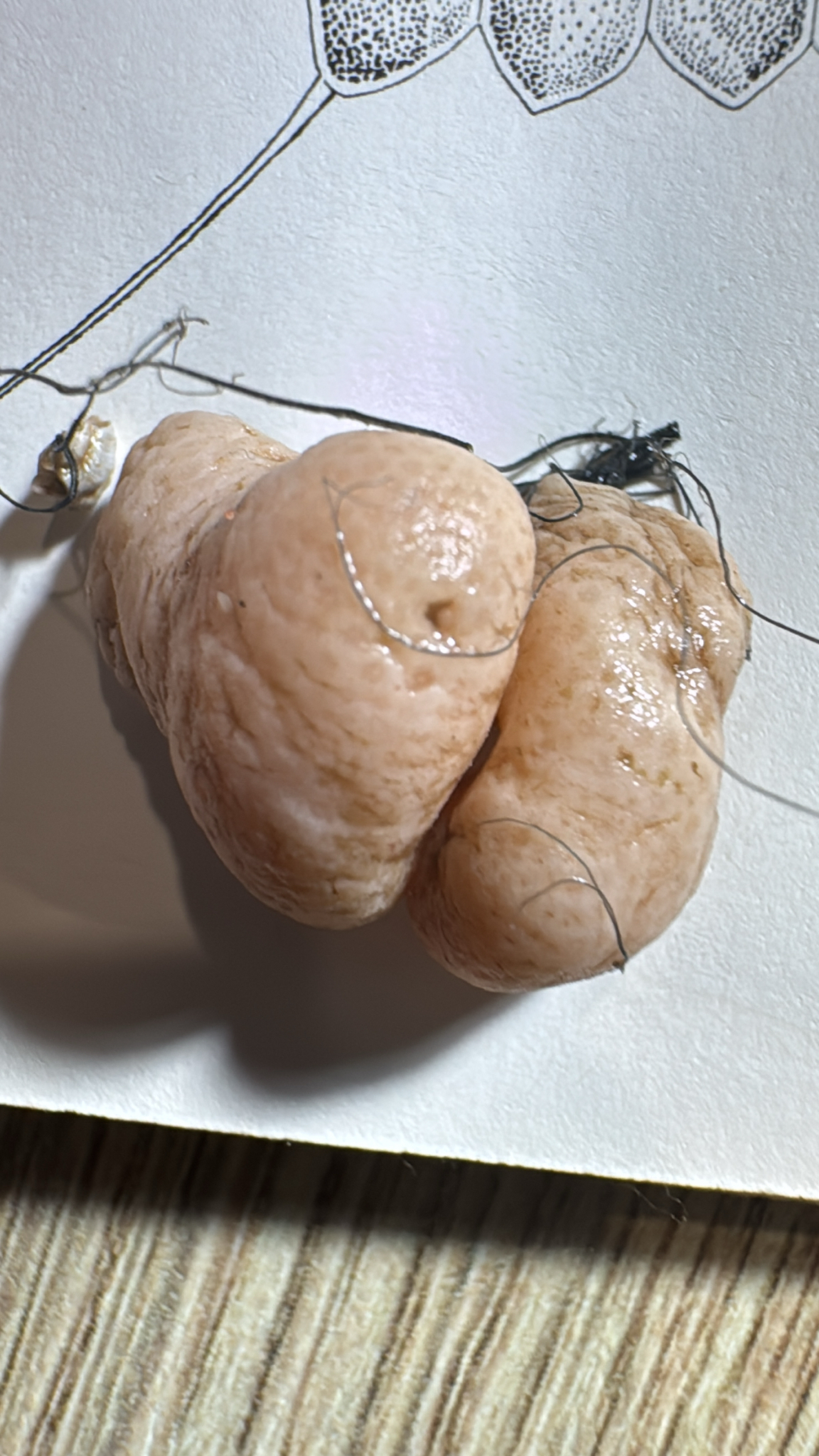 Alcyonium digitatum Linnaeus, 1758