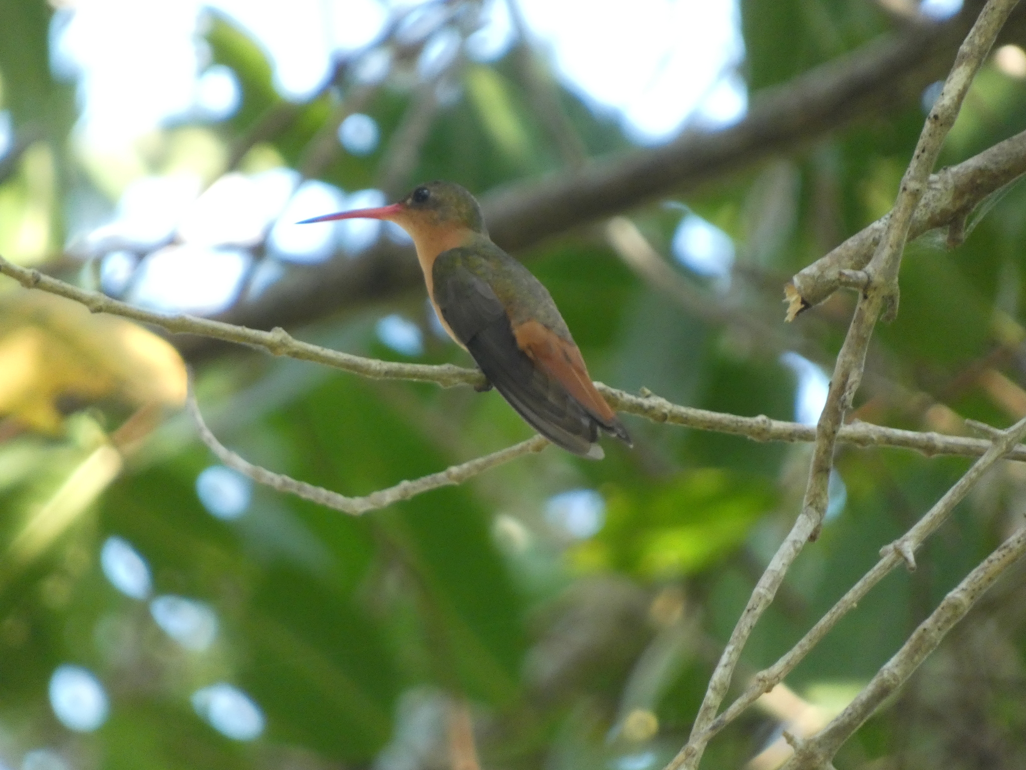 Cinnamon Hummingbird (Amazilia rutila), photo 6