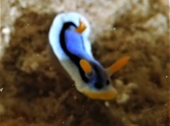 Chromodoris annae