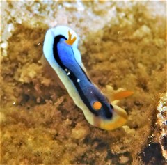 Chromodoris annae