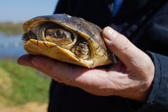 Adanson's Mud Turtle photo 2