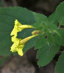 Lindenbergia grandiflora