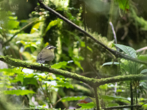 iNaturalist image