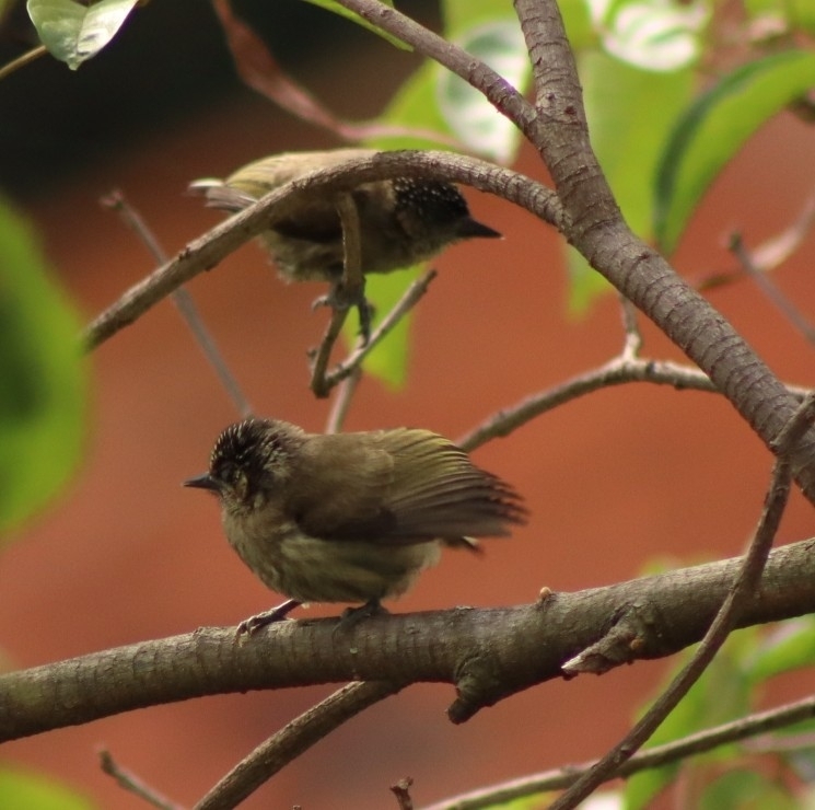 Olivaceous Piculet (Picumnus olivaceus), photo 1