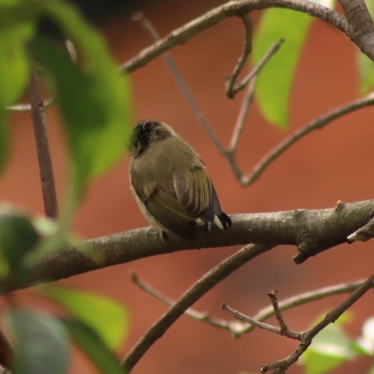 Olivaceous Piculet (Picumnus olivaceus), photo 2