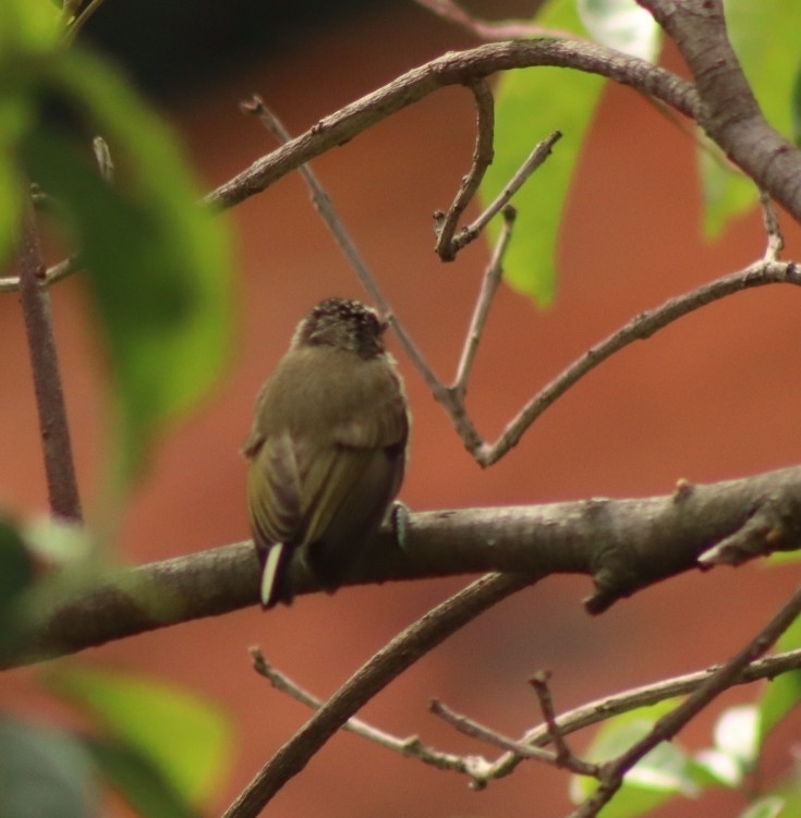 Olivaceous Piculet (Picumnus olivaceus), photo 3