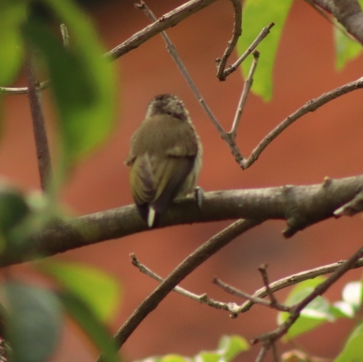 Olivaceous Piculet (Picumnus olivaceus), photo 4