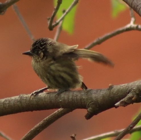Olivaceous Piculet (Picumnus olivaceus), photo 5