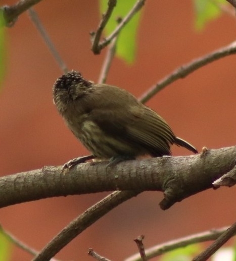 Olivaceous Piculet (Picumnus olivaceus), photo 6