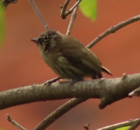 Olivaceous Piculet (Picumnus olivaceus), photo 7