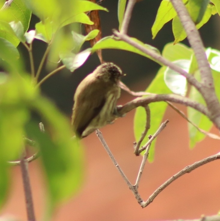 Olivaceous Piculet (Picumnus olivaceus), photo 8