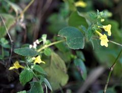 Lindenbergia grandiflora