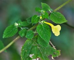 Lindenbergia grandiflora