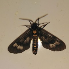 Eressa confinis