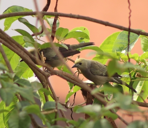 Palm Tanager (Thraupis palmarum), photo 3