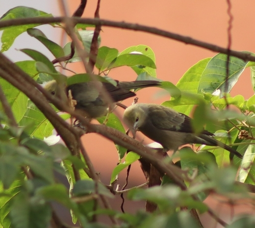 Palm Tanager (Thraupis palmarum), photo 4
